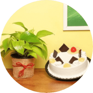 Cake & Plant Combo